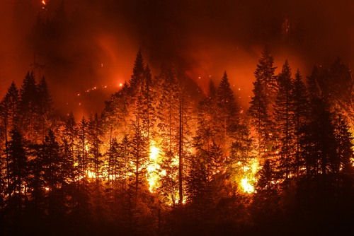 How to Seek Financial Recovery for Damages & Losses Caused by the Camp Fire